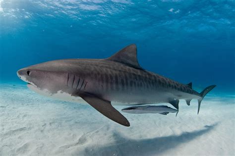 are there tiger sharks in china